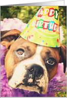 Boxer Birthday Cake, dog in party hat card
