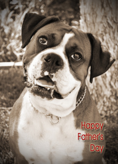 Big Dog Boxer Father...