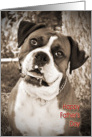 Big Dog Boxer Father’s Day card