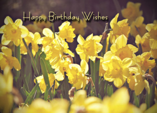 Daffodil Birthday...