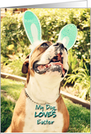 Easter, Boxer with...