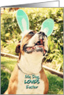 Easter, Boxer with Bunny Ears card