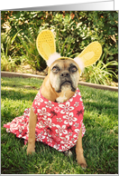 Easter, Boxer with Bunny Ears, Hawaiian card