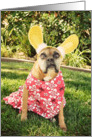 Easter, Boxer with Bunny Ears, Hawaiian card