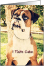 Birthday, Boxer Tastes Cake card