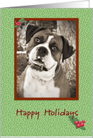 Boxer Happy Holidays card