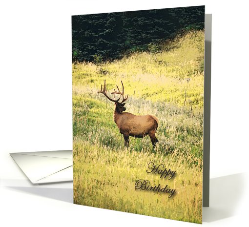 Elk Birthday card (661806)