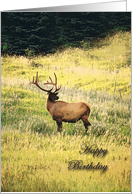 Elk Birthday card