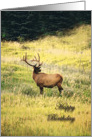 Elk Birthday card