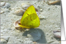 Yellow Butterfly With Sun Through Its Wings On A Beach - Romance card