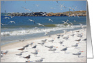 Shorebirds of the Gulf - By Land And By Sea card