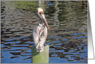 Creatures Of The Gulf - Pelican Post card