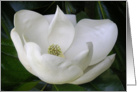 Magnolia Unfolding card