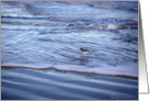 Shorebirds - Being One With The Gulf - Waving Good Bye card