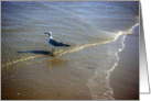 Gulls - Being One With The Gulf - Reflecting card