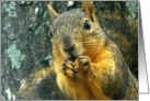 Squirrels - Enjoying The Harvest card