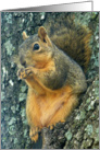 Squirrels - Seriously Snacking card