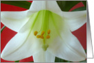 Easter Lily Ten card