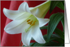 Easter Lily With Red card