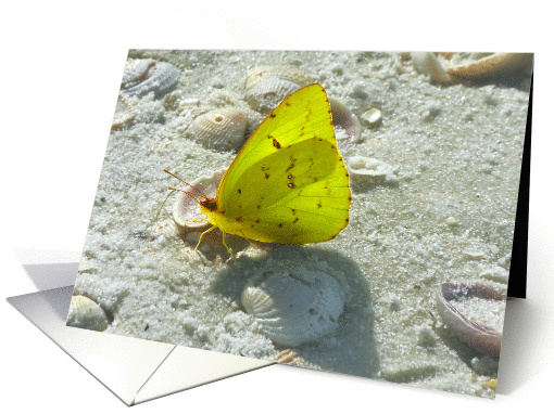 Yellow Butterfly With Sun Through Its Wings On A Beach - Romance card