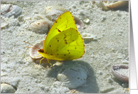 Yellow Butterfly...