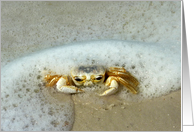 Crabs of the Gulf -...