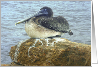 Gulf Pelicans - Grumpy card