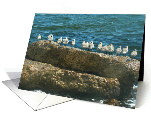 Gulf Shore Birds Lined Up With Anticipation - Welcome to... (1373794)