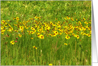 Wild Daisies Dance in a Sea of Green Thinking of You card
