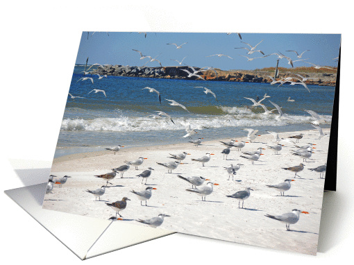 Shorebirds of the Gulf - By Land And By Sea card (296088)