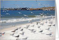 Shorebirds of the...