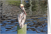 Creatures Of The Gulf - Pelican Post card