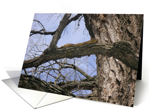 Squirrels - Keeping A Low Profile card (296106)