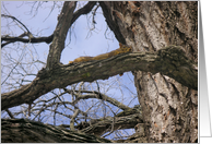 Squirrels - Keeping A Low Profile card