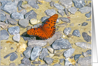 Butterflies - Rest Stop At The Park card
