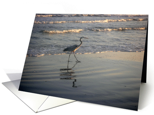 Herons Of The Gulf - High Stepping card (296144)