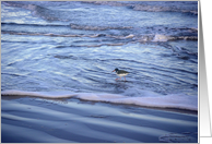 Shorebirds - Being One With The Gulf - Waving Good Bye card