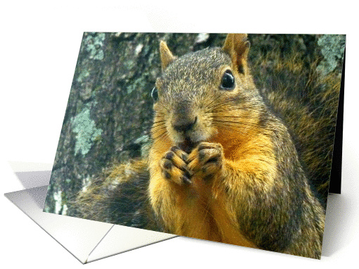 Squirrels - Enjoying The Harvest card (296210)