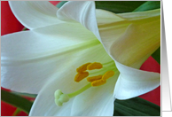 Easter Lily Up Close