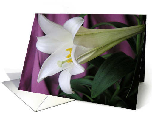 Easter Lily Eight card (362601)