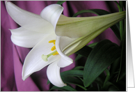 Easter Lily Eight
