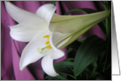 Easter Lily Eight card
