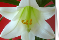 Easter Lily Ten