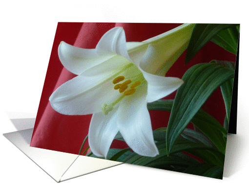 Easter Lily With Red card (362609)