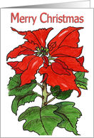 Merry Christmas Poinsettia card