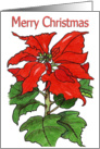 Merry Christmas Poinsettia card