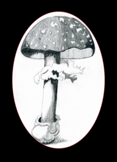 Mushroom 1A