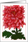 Dahlia card