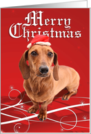 Dachshund Christmas...