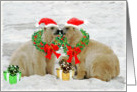 Polar Bear Christmas Card